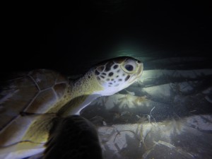 DCIM100GOPROGOPR1656.