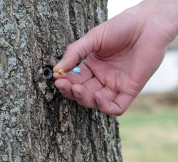 Burken-tree-sampling-port-web.jpg