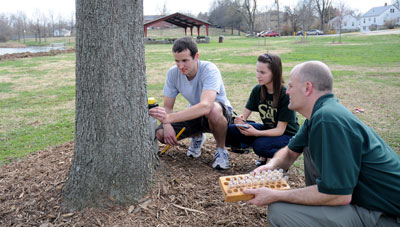 Burken-tree-sampling-web.jpg