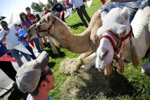 camels