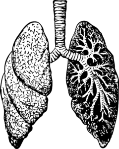 Lungs