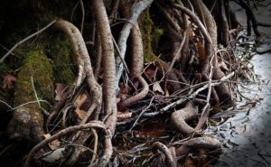 Roots