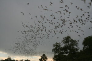 Bats_flying_(9413217529)
