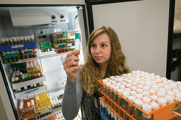 Courtney Fiebelman, a graduate student in applied and environmental biology, studies fruit flies in a Schrenk Hall laboratory.