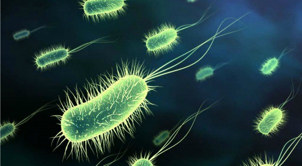 Image of bacteria via Telezones.com.