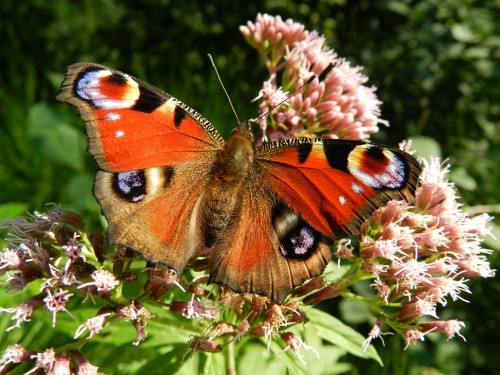 butterfly-176156_960_720