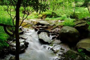 http://www.forestwander.com