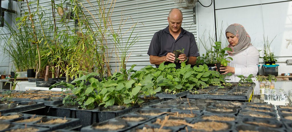 Dr. Joel Burken and Mariam Al-Lami inspect the progress of her project in the Baker Greenhouse. Dr. Honglan Shi and Mariam test samples in a Butler Carlton laboratory. She is working with Doe Run to explore ways to use biosolids for revegetation of mine tailings. Photo by Sam O'Keefe/Missouri S&T
