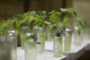 Tomato plants grow in different types of water in Dr. Honglan Shi's research lab.