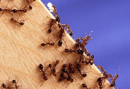 S&T researchers suggest ants need work-life balance to survive
