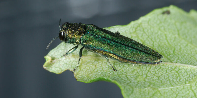 S&T students work to defeat invasive emerald ash borers