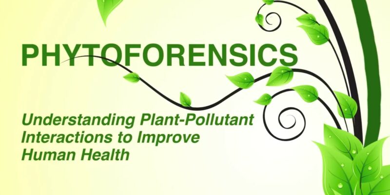 Plant detective: Missouri S&T professor studies plants as “bio-sentinels” of indoor pollution