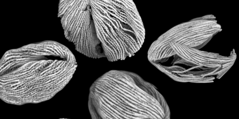 Researchers apply machine learning to study fossil pollen