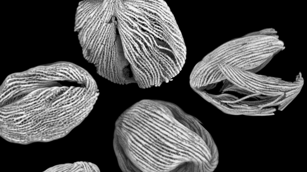 highly magnified pollen grains