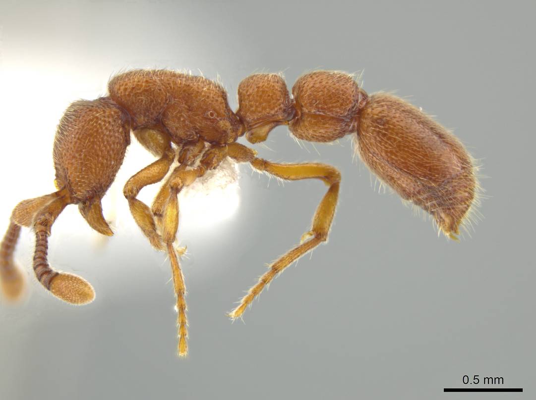 Syscia sumnichti, a newly identified species of ant, was named in recognition of Missouri S&T biologist Theo Sumnicht