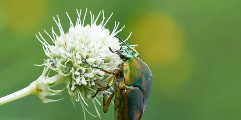 S&T professor gets out of the classroom for a bug’s-eye view