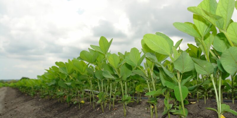 Soybean symbiosis — Missouri S&T students research soybeans and bacteria