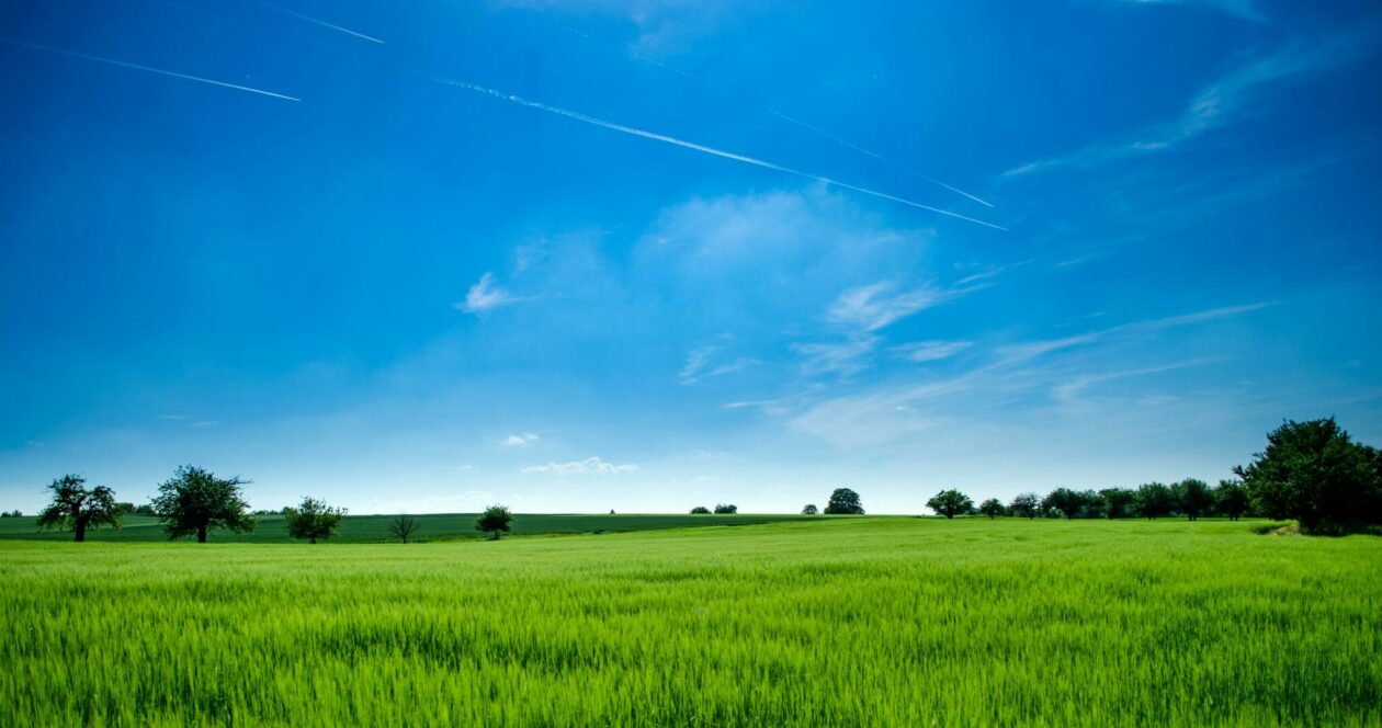 Green grass and blue sky