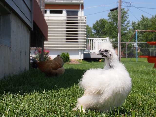 Chickens_2_8-2011.jpg