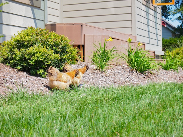 Chickens_8-2011.jpg